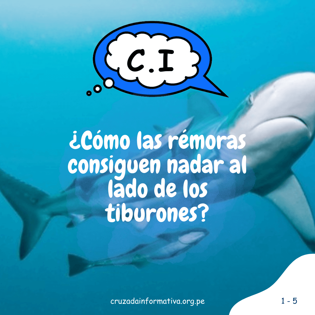 ¿Cómo las rémoras consiguen nadar al lado de los tiburones?
