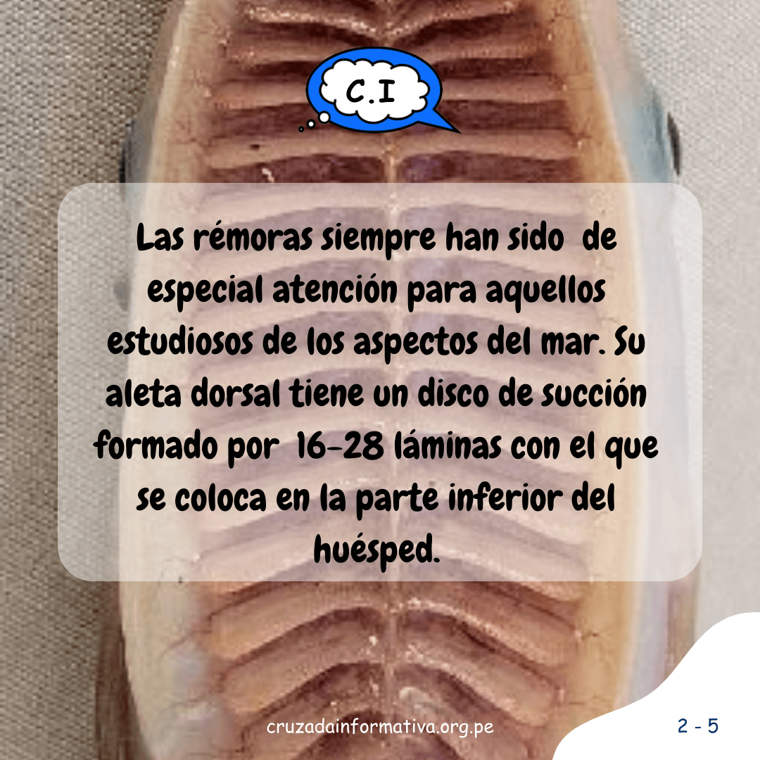 ¿Cómo las rémoras consiguen nadar al lado de los tiburones?
