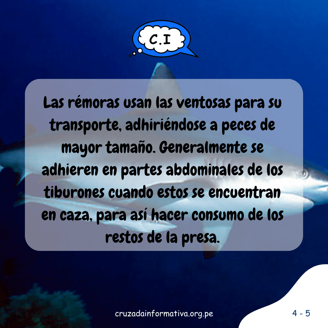 ¿Cómo las rémoras consiguen nadar al lado de los tiburones?
