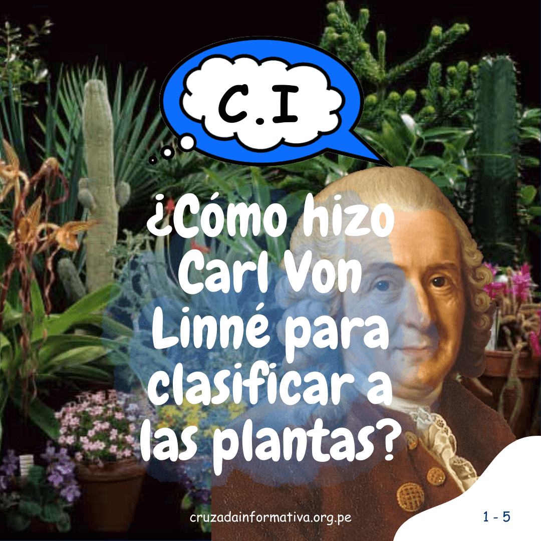 ¿Cómo hizo Carl Von Linné para clasificar a las plantas?
