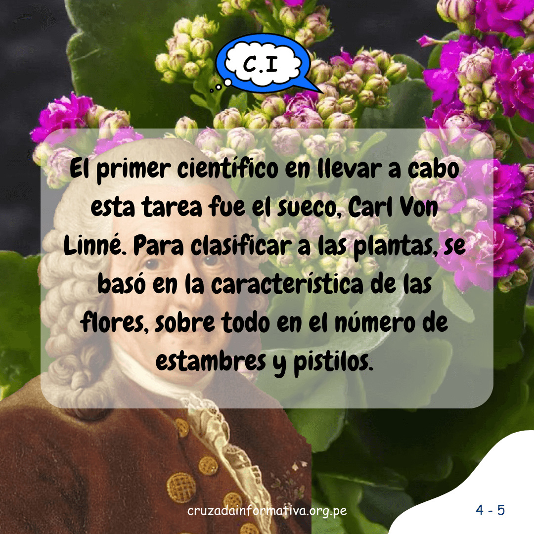 ¿Cómo hizo Carl Von Linné para clasificar a las plantas?
