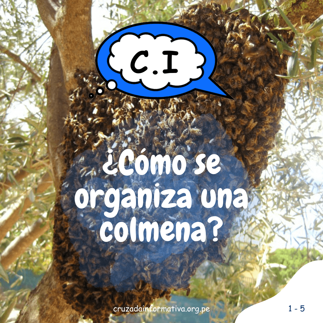 ¿Cómo se organiza una colmena?
