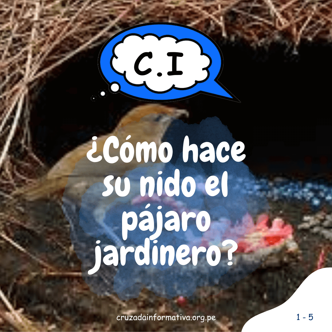 ¿Cómo hace su nido el pájaro jardinero?
