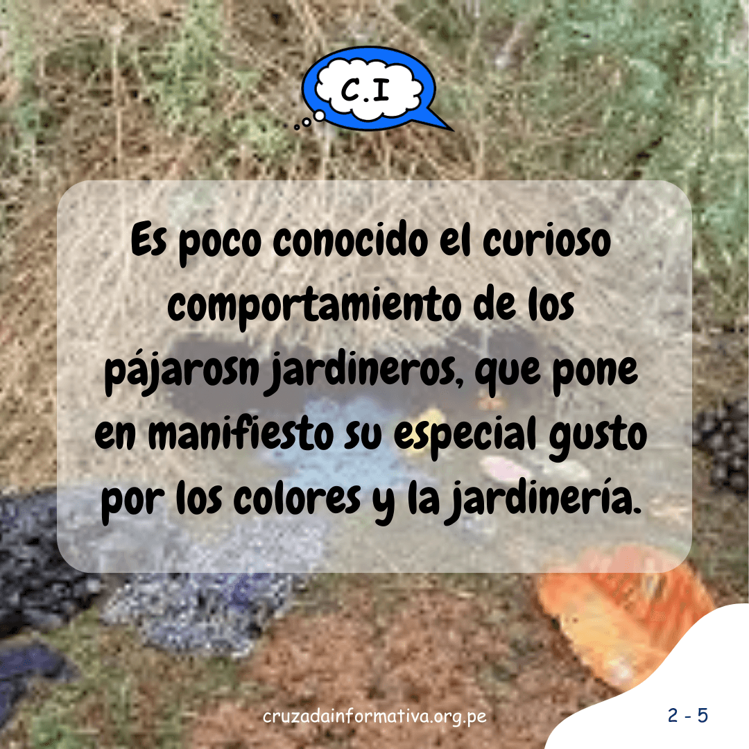 ¿Cómo hace su nido el pájaro jardinero?
