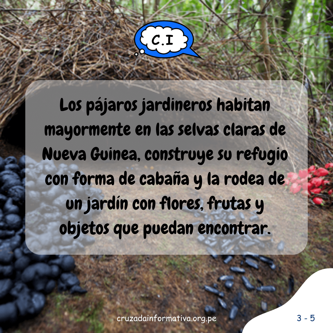 ¿Cómo hace su nido el pájaro jardinero?
