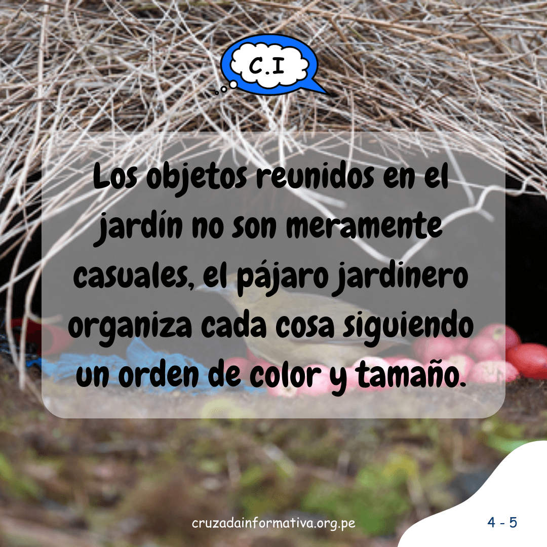 ¿Cómo hace su nido el pájaro jardinero?
