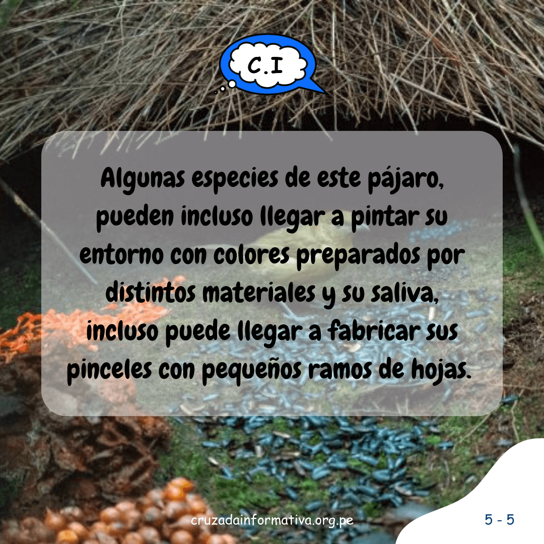 ¿Cómo hace su nido el pájaro jardinero?
