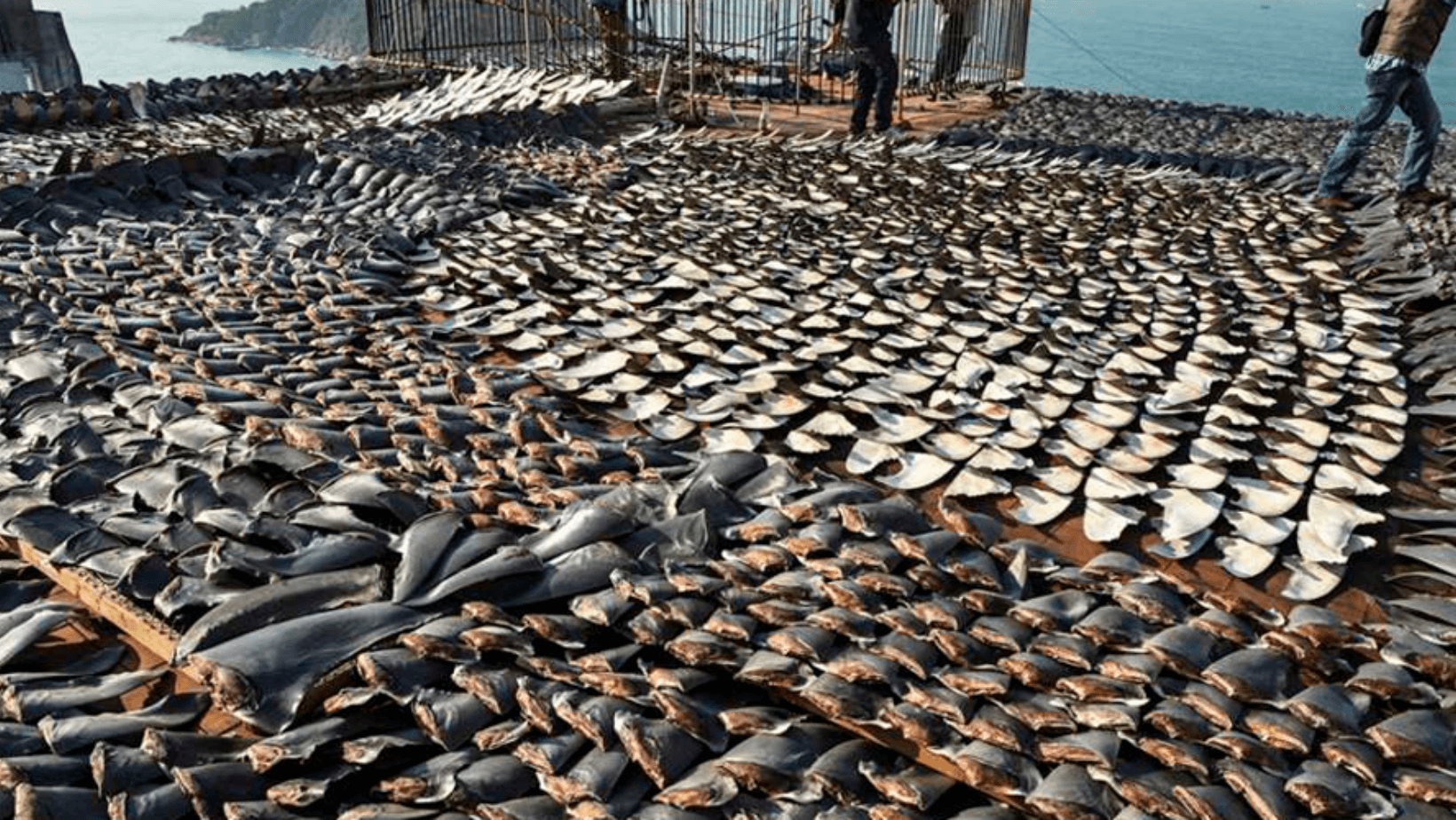 Tráfico de aletas de tiburón: El apetito voraz de China por los recursos y su vínculo con organizaciones terroristas en Ecuador 